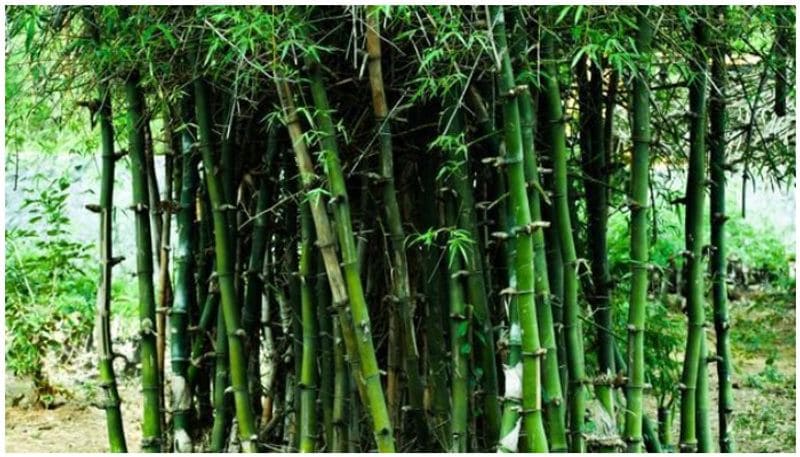 Here's how Bamboo is bringing development in Jharkhand