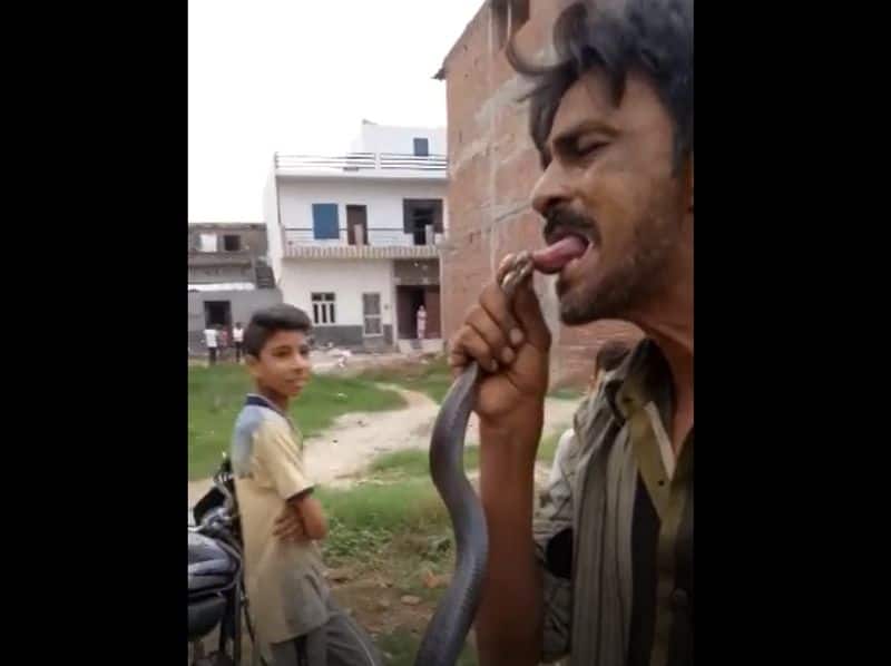 poisonous black snake bite on tongue of a man, he died instantly