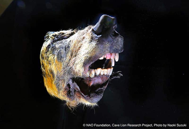 40000 year old wolfs head found in Siberia