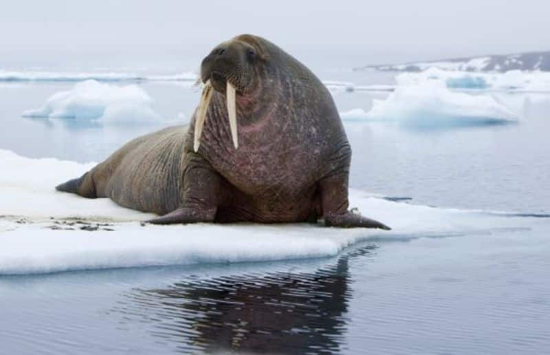 To save its baby walrus attacks and sinks a Russian navy boat
