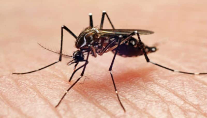 dengue fever professor wife dead