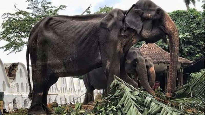 tikiri elephant dead