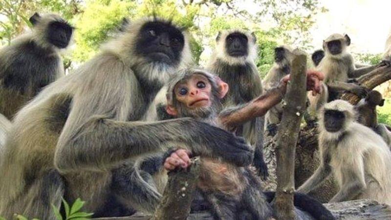 monkeys grieve over death study Langur monkeys in India