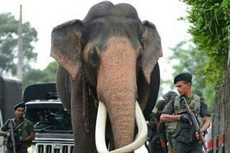 Meet Raja, the elephant from Srilanka with commando protection