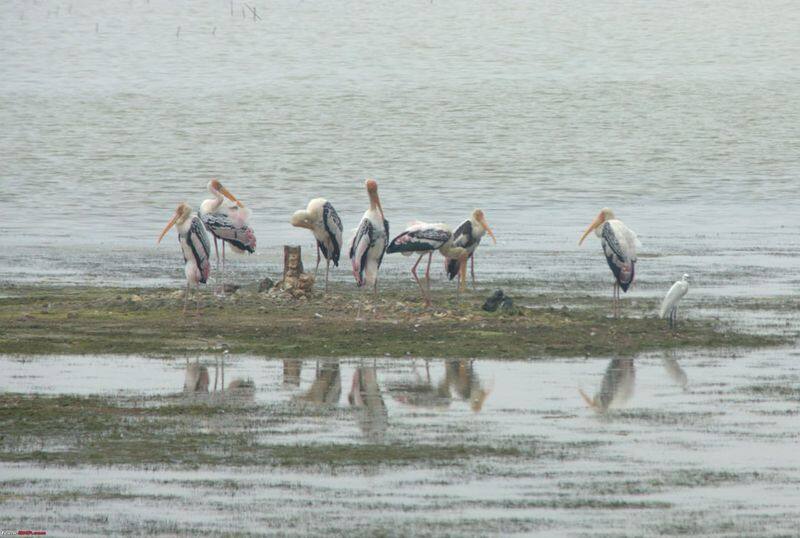 should save chennai marsh land and palaverkadu lake