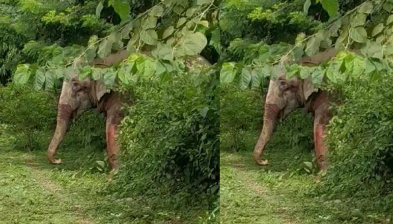 train hits wild elephant, critically injured elephant trying to drag self out of the way of the train