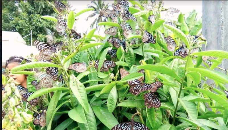 migratory butterflies in wayanad