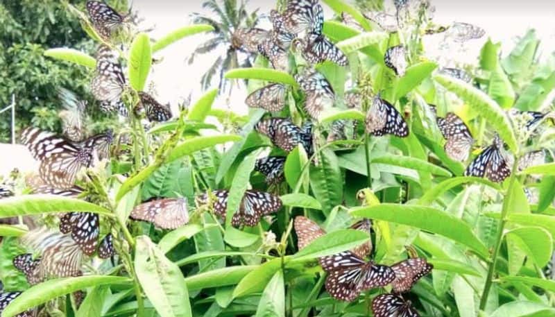 migratory butterflies in wayanad