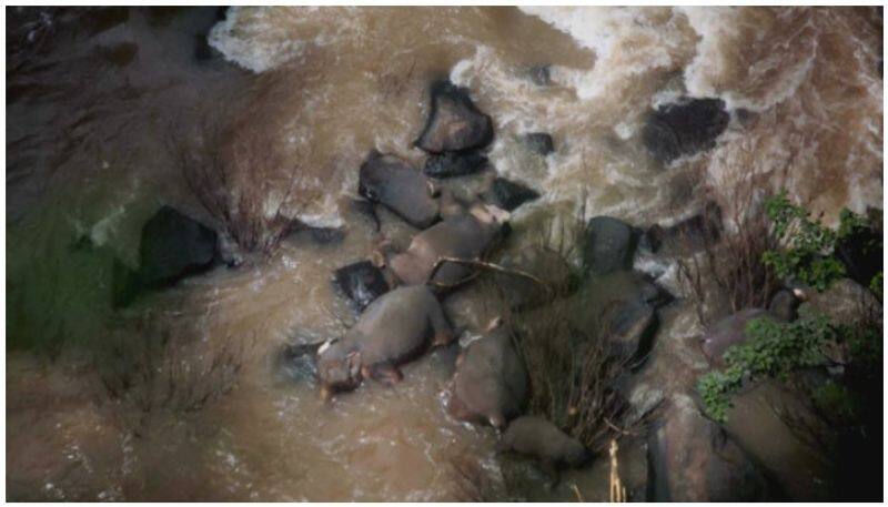 six elephant dies while trying to save calf from water fall