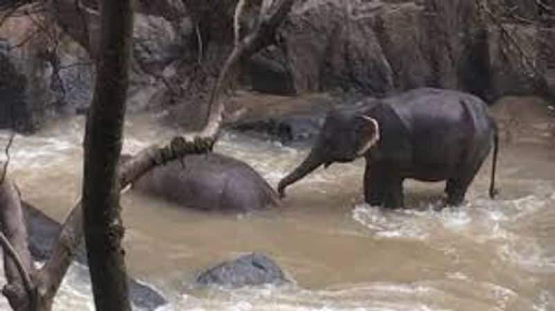 elephant falls in water falls