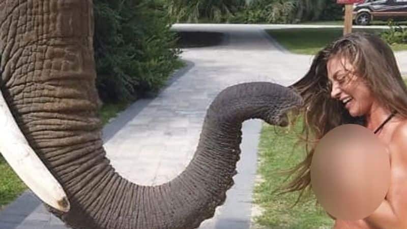 one elephant try to remove young girl  dresses and did something - video is vireling in insta