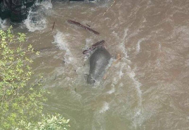 6 elephant died as drowning  in thailand zoo