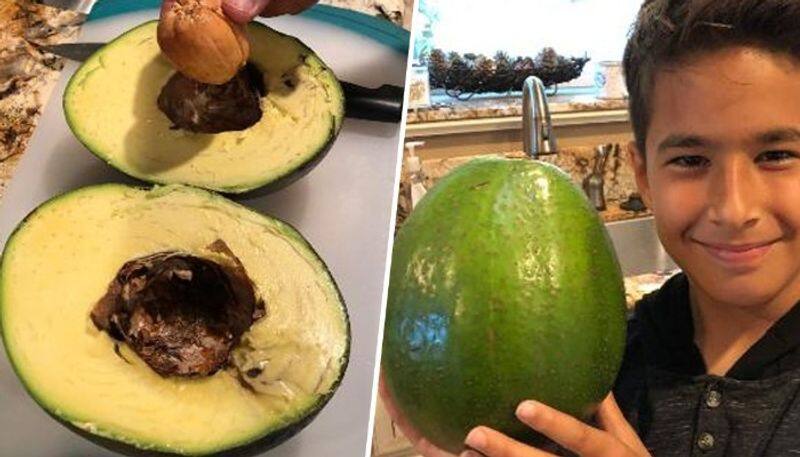 world s heaviest avocado yet