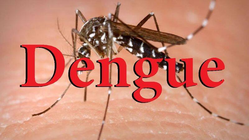 dengue fever professor wife dead