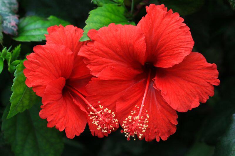 Hibiscus Flower Translation In Tamil Best Flower Site