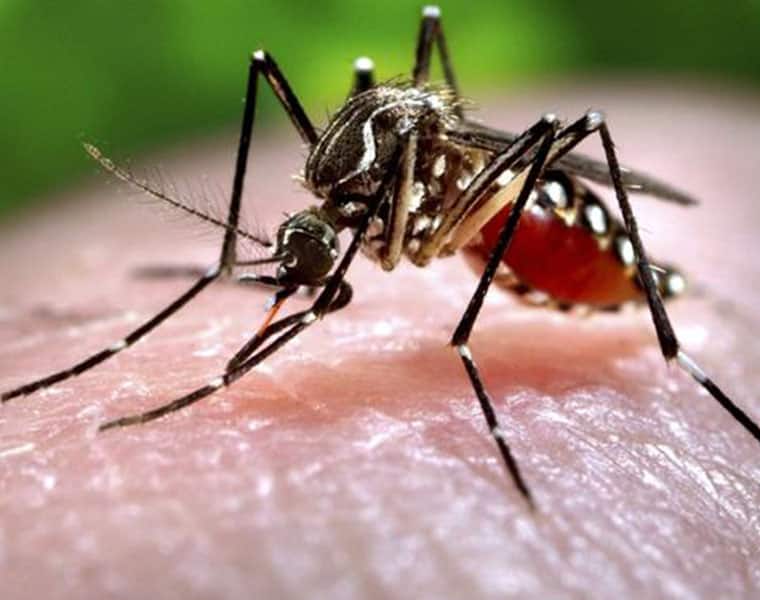 What are the symptoms of West Nile fever; causes and treatment health