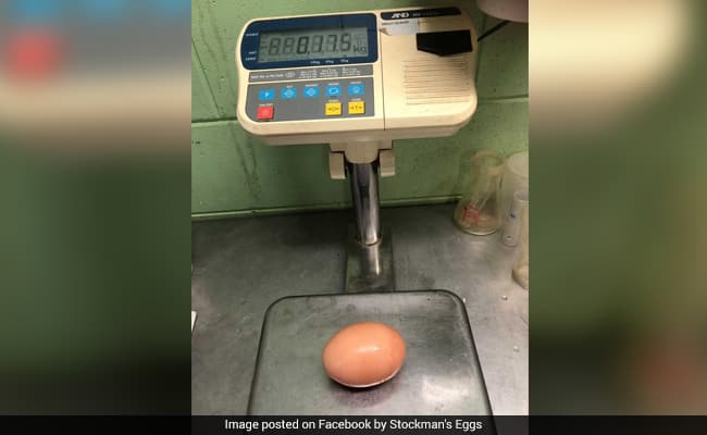 Man Finds Giant Egg Three Times Bigger Than Usual