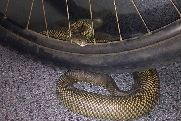Highly venomous king brown snake punctures a cyclist