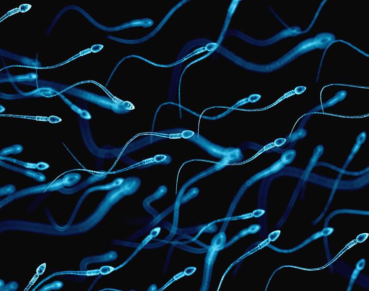 Does children take birth from drinking semen