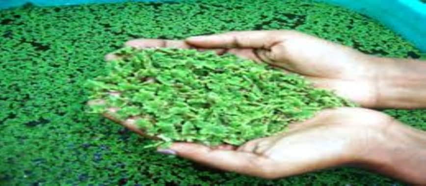 Azolla how to grow in home