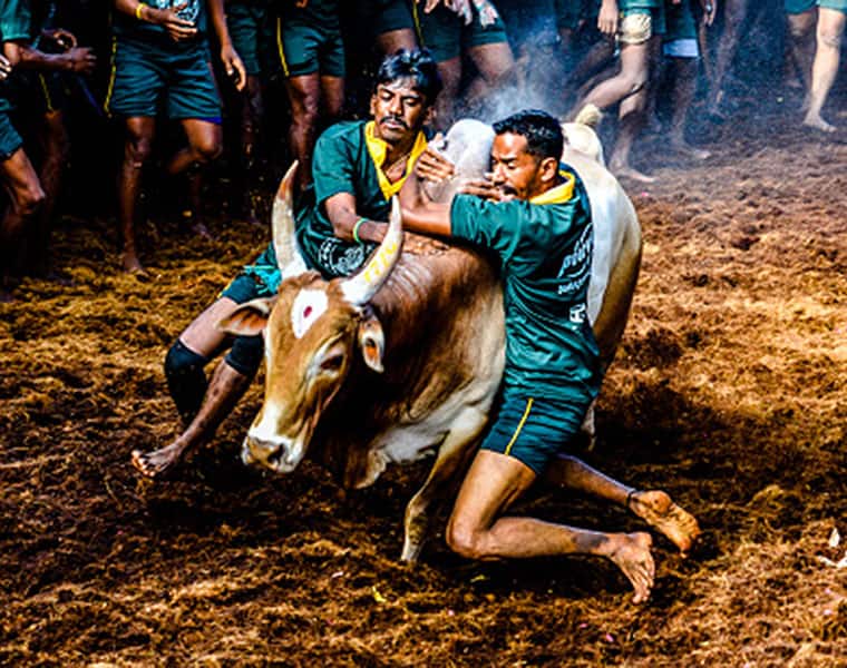 Tamil Nadu Jallikattu world record bull taming sport death injuries
