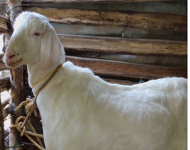 goats also like smiling face persons