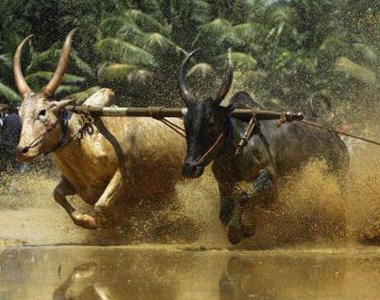 Hundreds defy ban  hold bull race in Malappuram