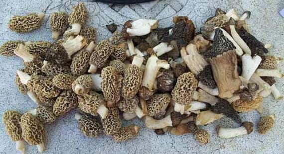 Revealed PM Modi Keeps Himself Healthy by Eating These Mushrooms Which Cost Rs 30000 per Kg