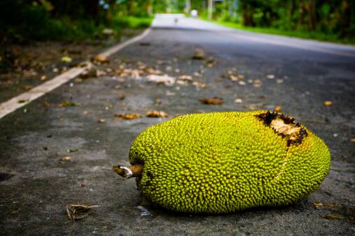 US just discovers exotic jackfruit feels it tastes like pork