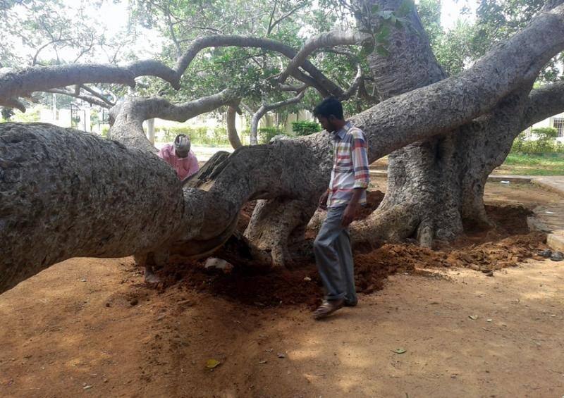 Telangana s pillalamarri banyan tree  on the death bed