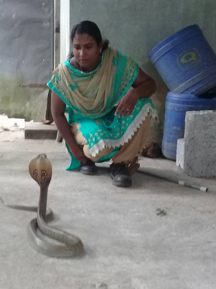 snake hunter raji anikmar life story