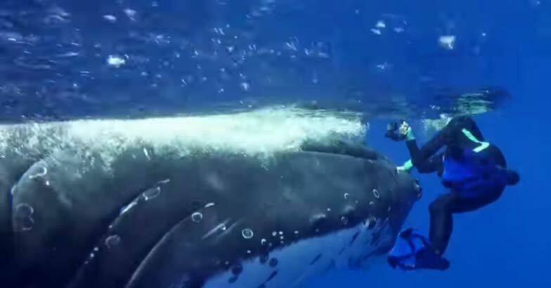 whale saves snorkeler from tiger shark in the  Ocean