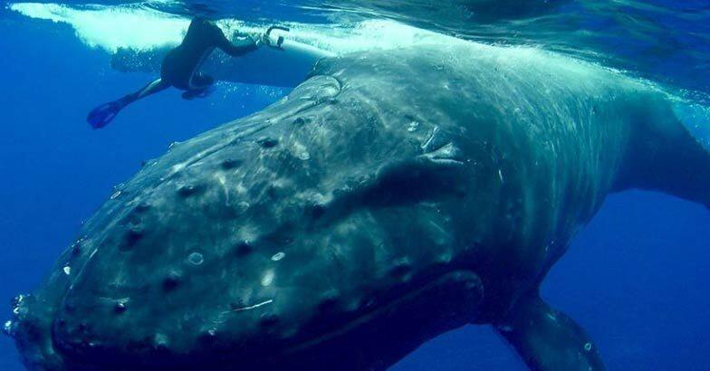 whale saves snorkeler from tiger shark in the  Ocean