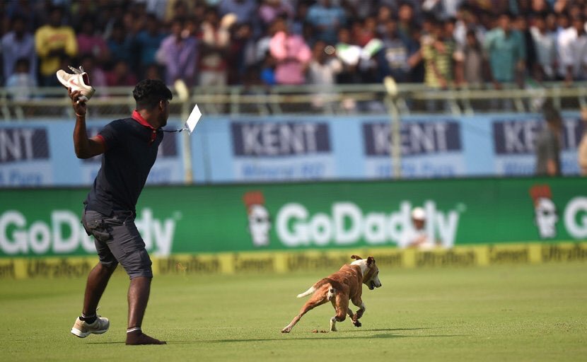 Who was chasing me with a shoe the Vizag dog tweeted