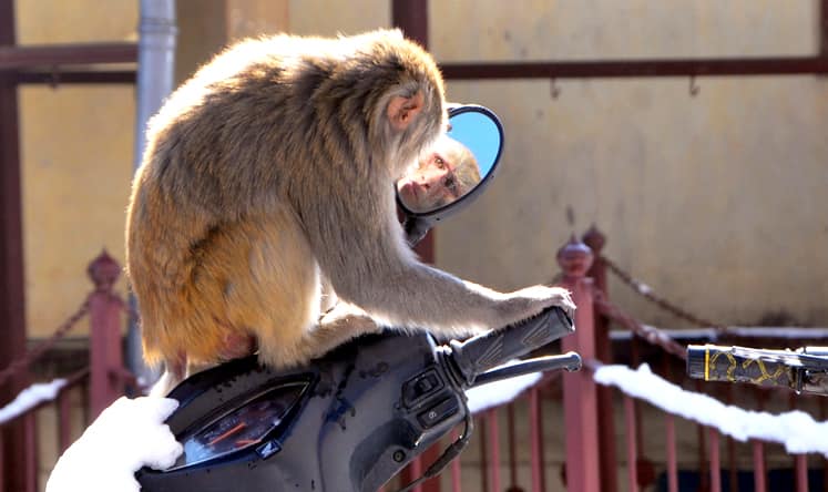 monkey bites becomes common in shimla reported 900 cases this year