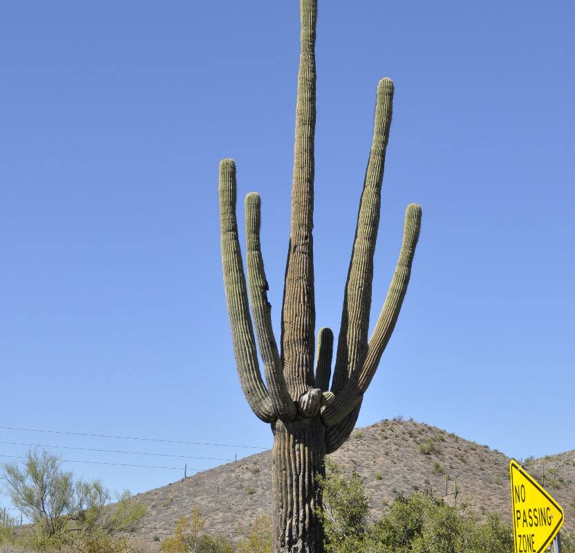 Arizona travelogue by Nirmala