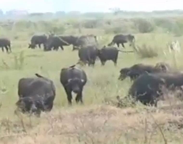 TDP MLA Chintamaneni brings buffaloes for grazing near Amaravati Assembly and creates new sensation