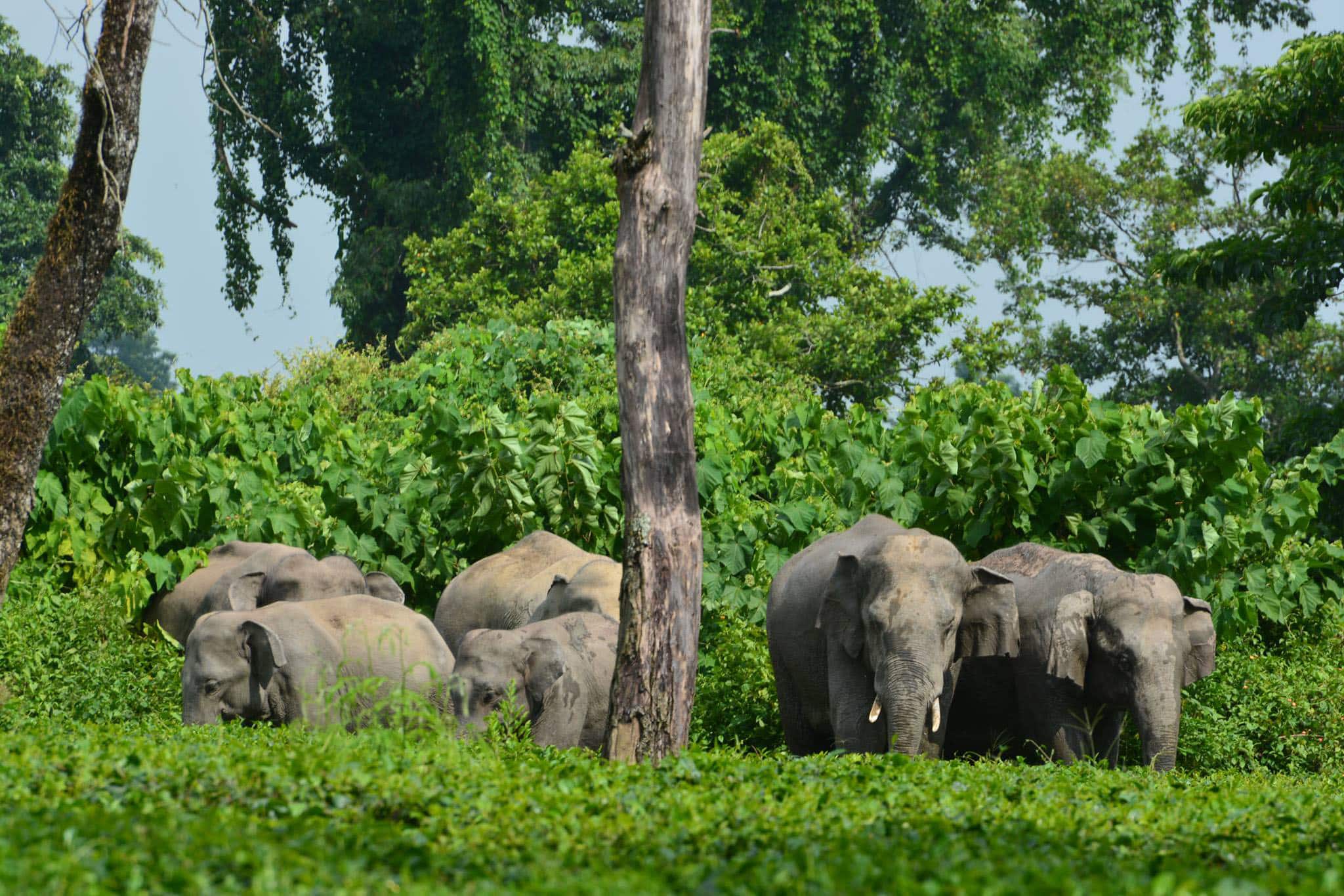 Elephants attacking villagers in Srikakulam Dt
