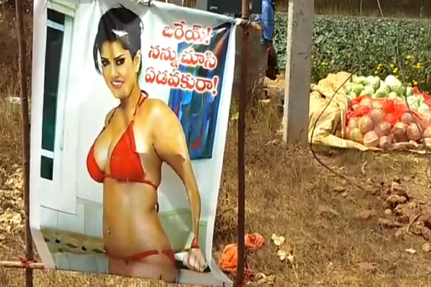 Andhra Farmer Puts Up Sunny Leone Poster to Protect Crops From Evil Eye