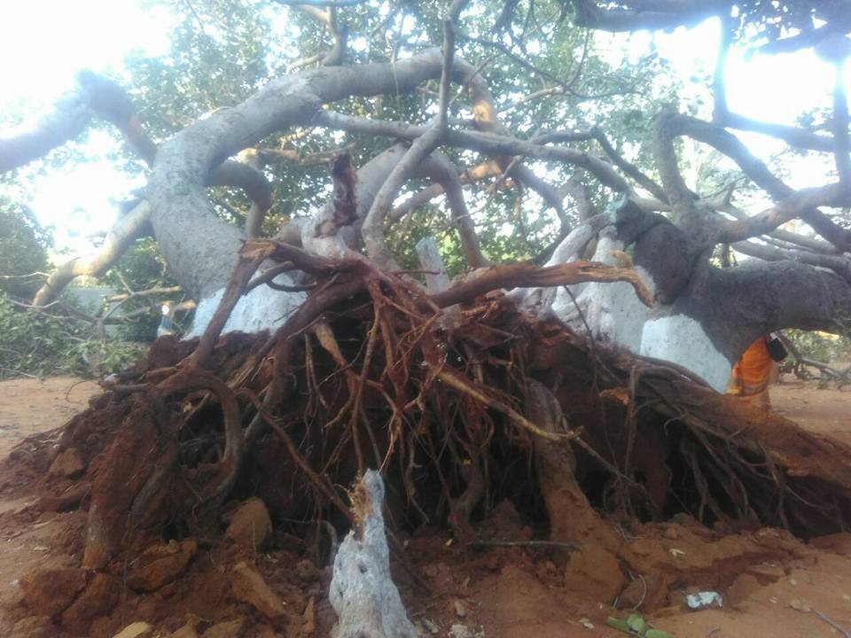 Telangana s pillalamarri banyan tree  on the death bed
