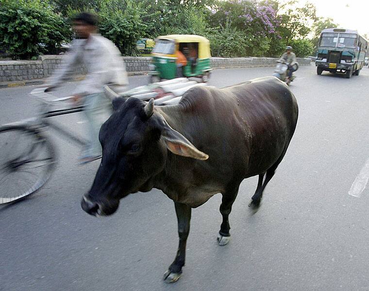 Bengaluru Police launch hunt to nab aggressive cow