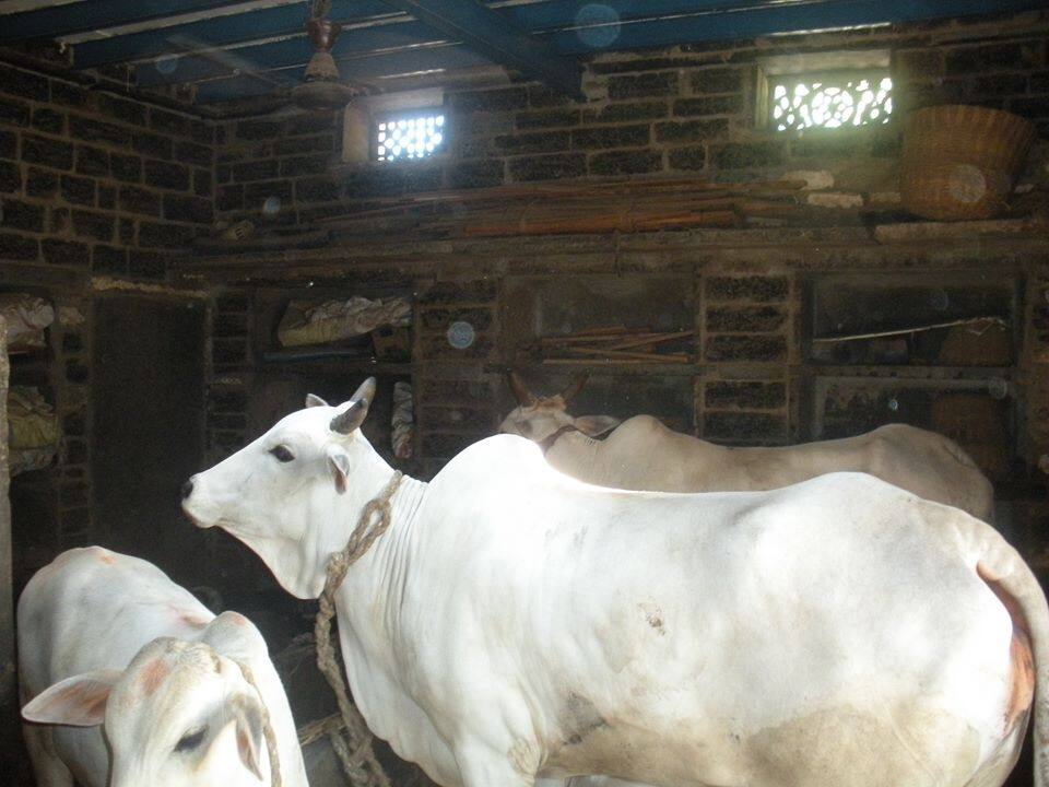 cow lived as a member of the family in Rayalaseema villages