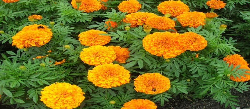 Onam Special 6 flowers you can use for Pookalam gcw