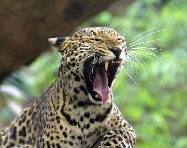 Leopard spots  kills meditating monk  Ramdegi forest