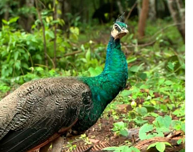 Man arrested for hunting peafowls near Cauvery Wildlife Sanctuary close to Mandya
