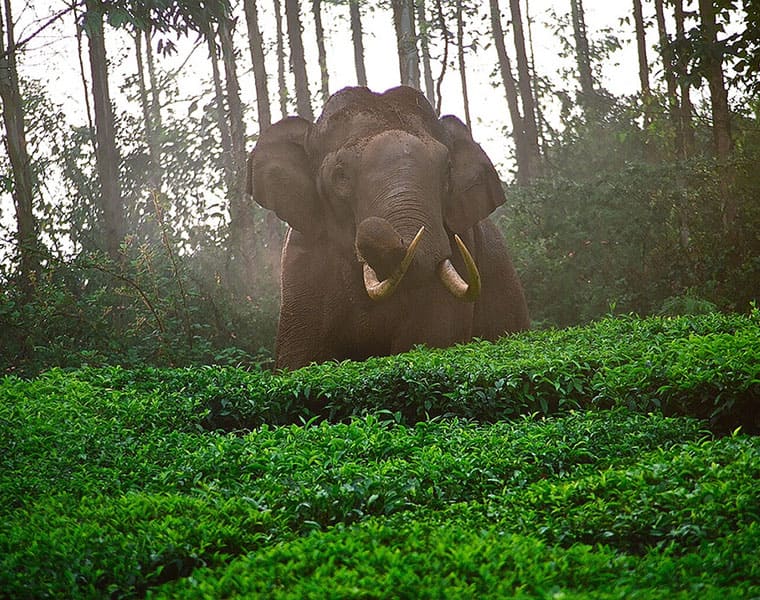 elephant  Ivory sale in chennai main roads