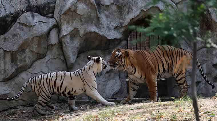 Delhi zoo experiment  White tiger is pregnant