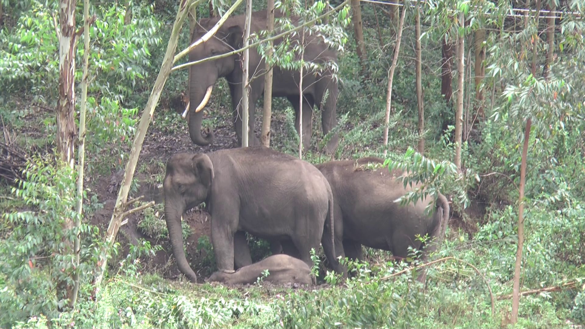 wild elephant dead in munnar