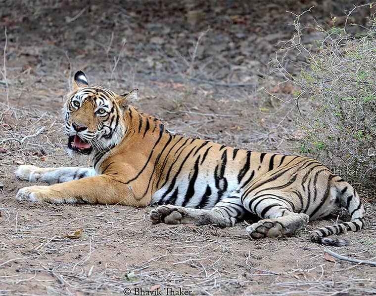 Telangana: tiger urine to catch tigress K4 with snare wire