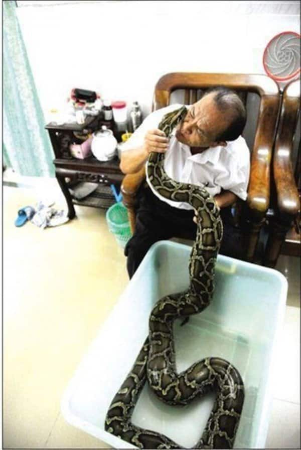 python snake china